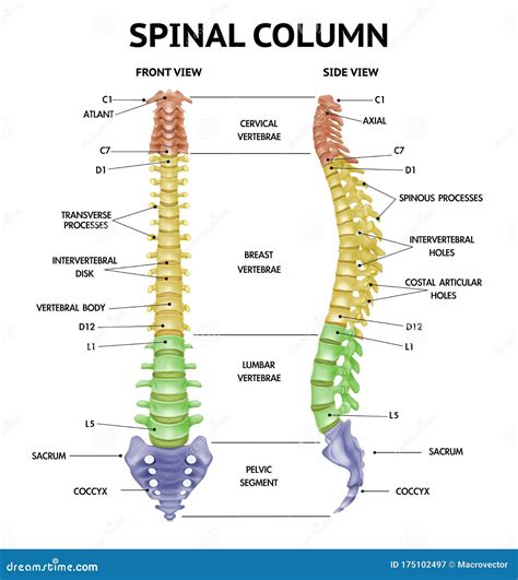 Spine